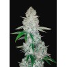 GORILLA GLUE AUTO · Philosopher Seeds · kaufen cannabis samen · AutoFem
