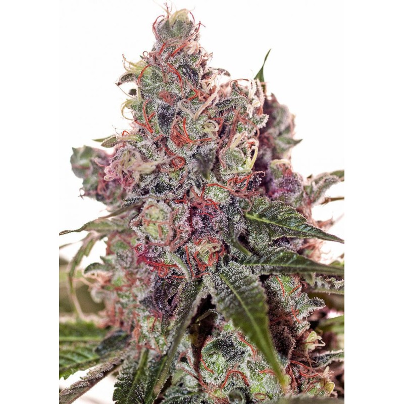 GRAPEFRUIT · Positronics · cannabis samen · Fem