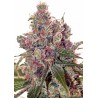GRAPEFRUIT · Positronics · cannabis samen · Fem