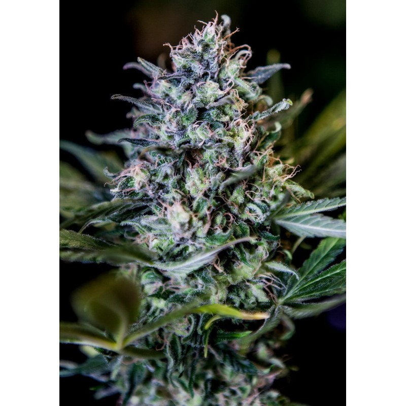 1:20 CBD · Positronics · graines de cannabis · Fem