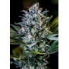 1:20 CBD · Positronics · graines de cannabis · Fem