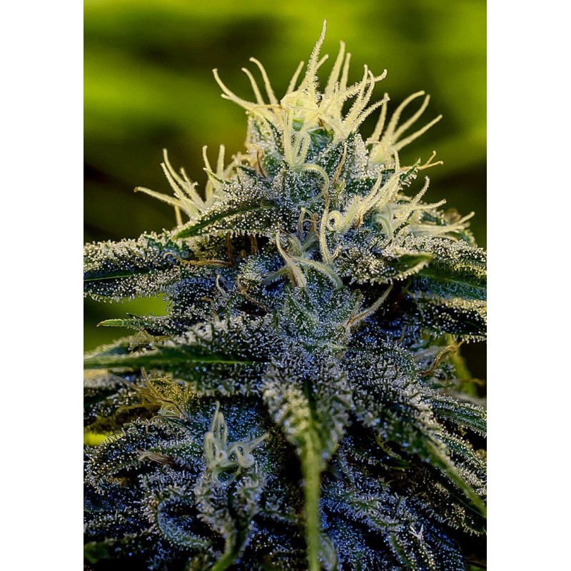 AFGHAN EXPRESS · Positronics · kaufen cannabis samen · AutoFem