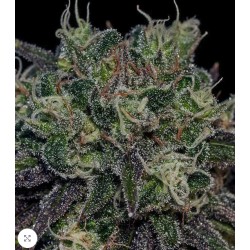 BLACK WIDOW · Positronics · graines de cannabis · Fem