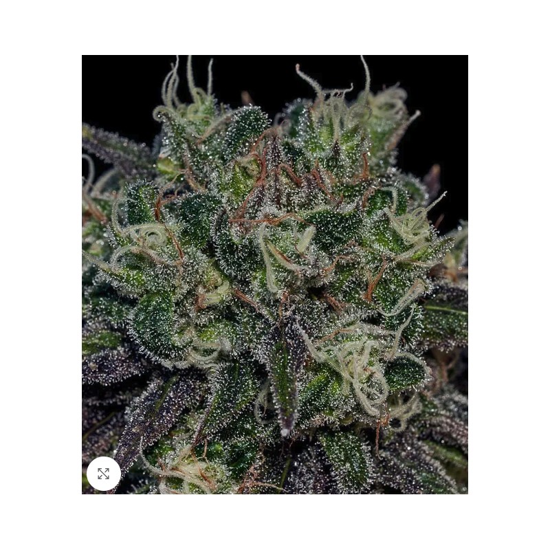 BLACK WIDOW · Positronics · cannabis samen · Fem