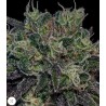 BLACK WIDOW · Positronics · cannabis samen · Fem