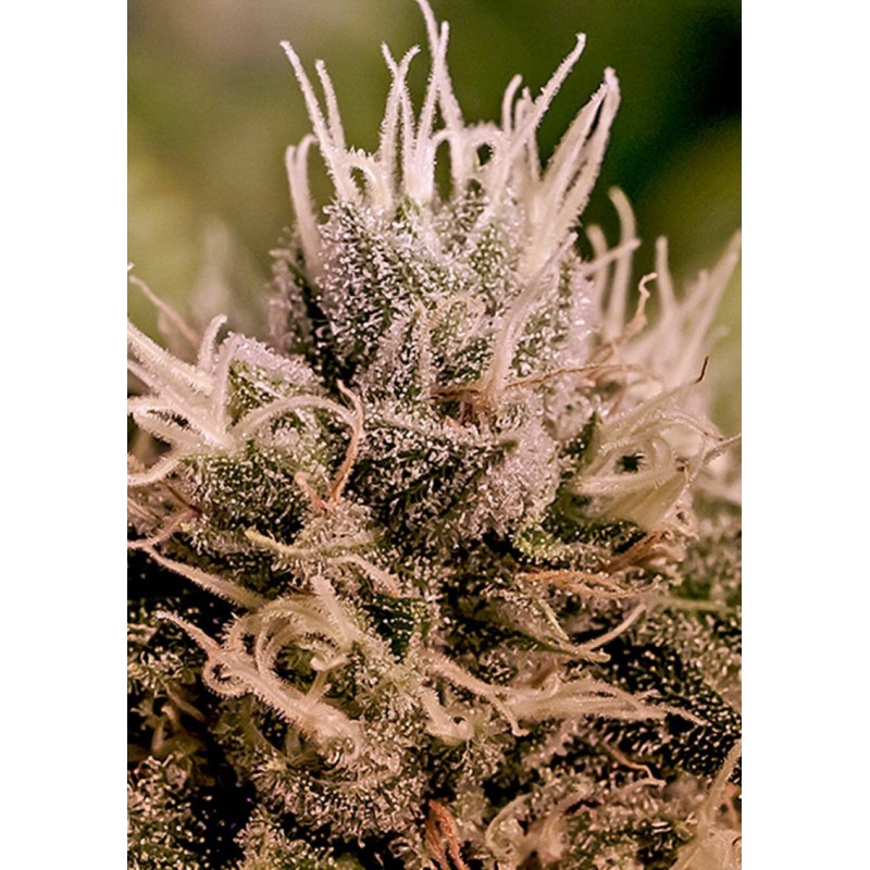JACK DIESEL EXPRESS AUTO · Positronics · cannabis samen · AutoFem