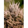 JACK DIESEL EXPRESS AUTO · Positronics · cannabis samen · AutoFem