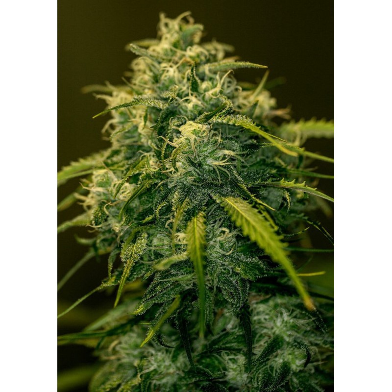 JACK DIESEL CBD · Positronics · kaufen cannabis samen · Fem