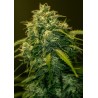JACK DIESEL CBD · Positronics · kaufen cannabis samen · Fem