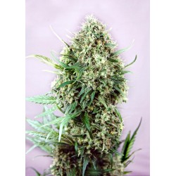 JACK DIESEL · Positronics · graines de cannabis · Fem