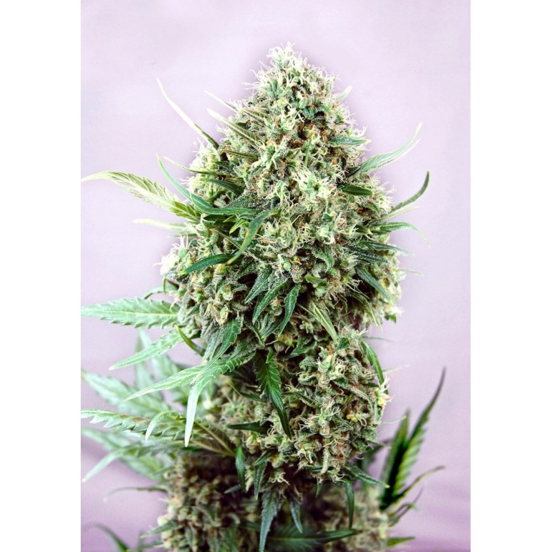 JACK DIESEL · Positronics · kaufen cannabis samen · Fem