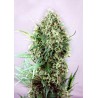 JACK DIESEL · Positronics · kaufen cannabis samen · Fem
