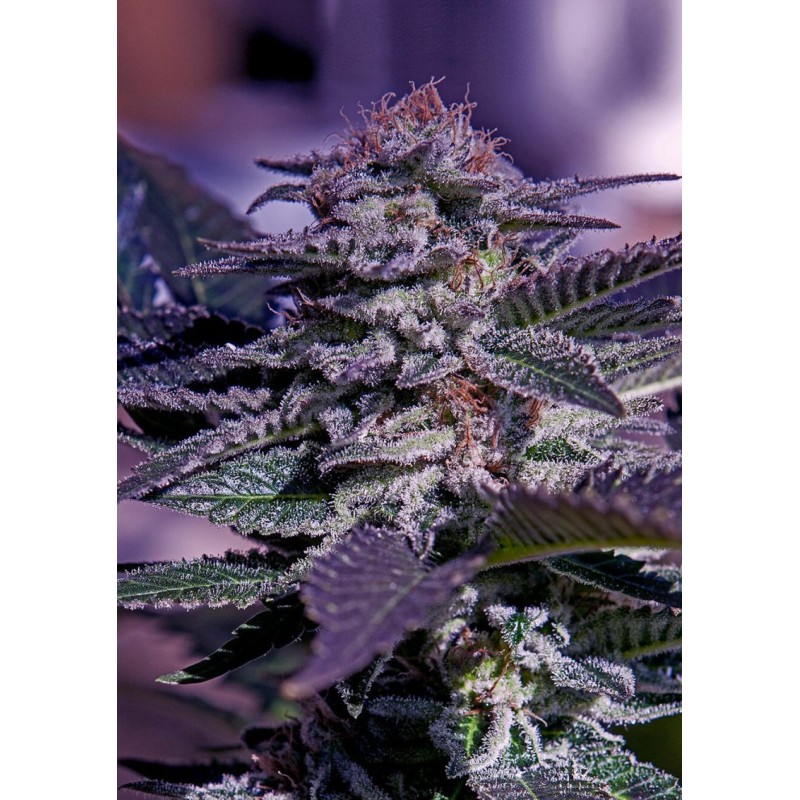 KUSH AUTO · Positronics · cannabis samen · AutoFem