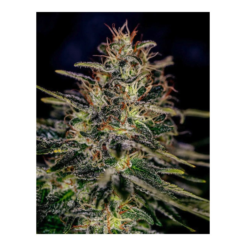 LEMON TRIP · Positronics · cannabis samen · Fem