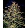 LEMON TRIP · Positronics · cannabis samen · Fem