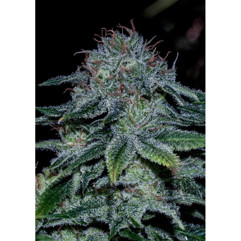 MYSTIC COOKIE · Positronics · kaufen cannabis samen · Fem