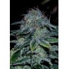 MYSTIC COOKIE ·  Positronics · kaufen cannabis samen · Fem