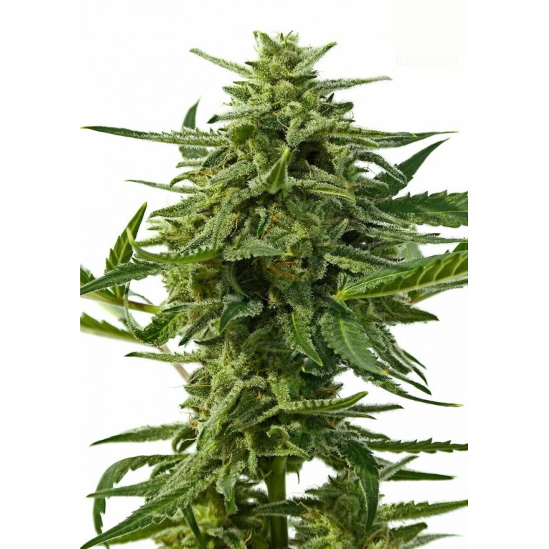 NORTHERN HAZE  AUTO · Positronics · cannabis samen · AutoFem