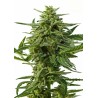 NORTHERN HAZE  AUTO · Positronics · cannabis samen · AutoFem