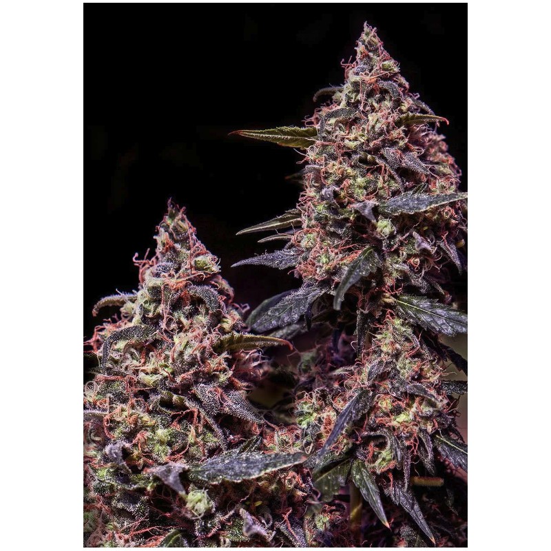 SOMANGO 47 · Positronics · kaufen cannabis samen · Fem