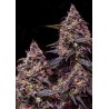 SOMANGO 47 · Positronics · kaufen cannabis samen · Fem