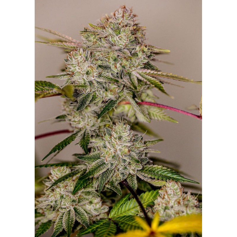 STICKY DREAM ·  Positronics · kaufen cannabis samen · Fem