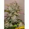 STICKY DREAM ·  Positronics · kaufen cannabis samen · Fem