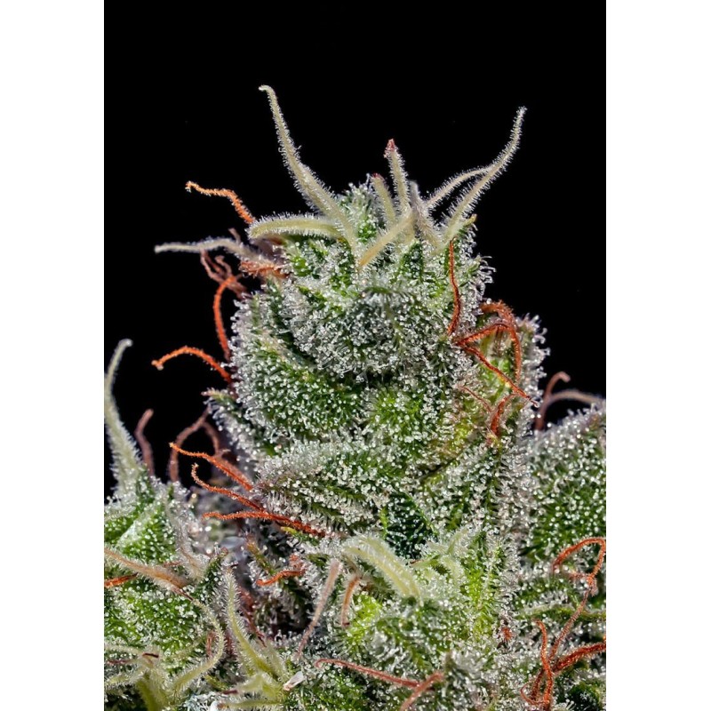 SUPERCHEESE EXPRESS AUTO · Positronics · cannabis samen · AutoFem