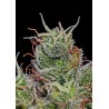 SUPERCHEESE EXPRESS AUTO · Positronics · cannabis samen · AutoFem