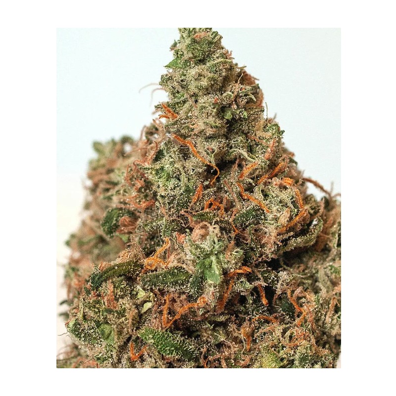 SUPERCHEESE · Positronics · kaufen cannabis samen · Fem