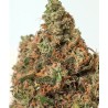 SUPERCHEESE · Positronics · kaufen cannabis samen · Fem