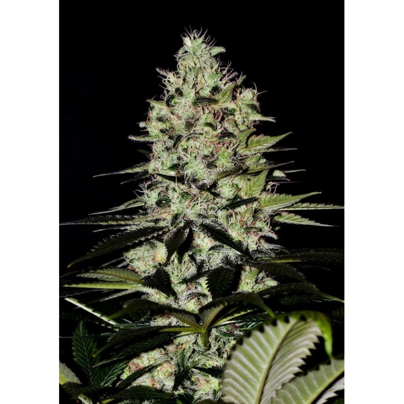 WERNARD EXPRESS · Positronics · cannabis samen · AutoFem