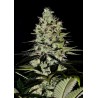 WERNARD EXPRESS · Positronics · cannabis samen · AutoFem