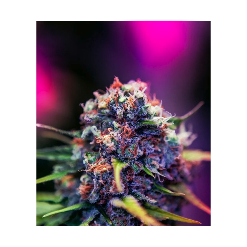 BLACK WIDOW CBD · Positronics · kaufen cannabis samen · Fem