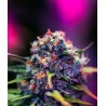 BLACK WIDOW CBD · Positronics · kaufen cannabis samen · Fem