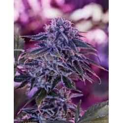BLUE RHINO · Positronics · graines de cannabis · Fem