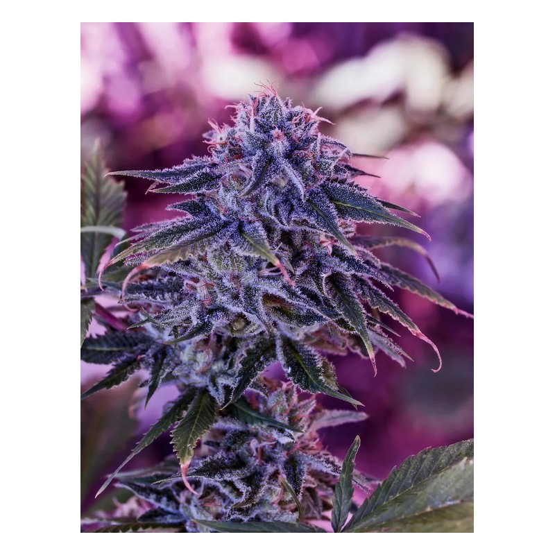 BLUE RHINO · Positronics · kaufen cannabis samen · Fem