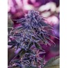 BLUE RHINO · Positronics · kaufen cannabis samen · Fem