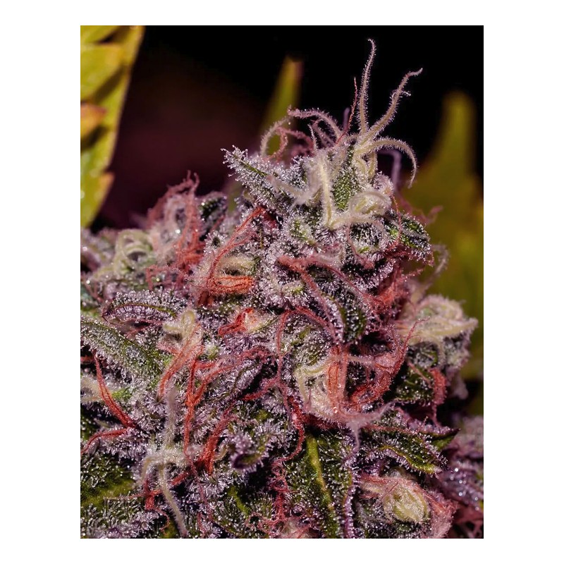 CARAMELICE · Positronics · kaufen cannabis samen · Fem