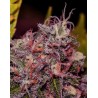 CARAMELICE · Positronics · kaufen cannabis samen · Fem