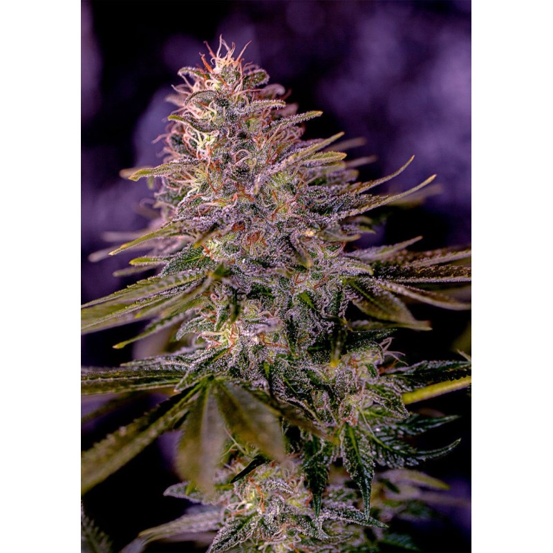 AMERICAN PURPLE · Positronics · kaufen cannabis samen · Fem
