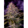 AMERICAN PURPLE · Positronics · kaufen cannabis samen · Fem