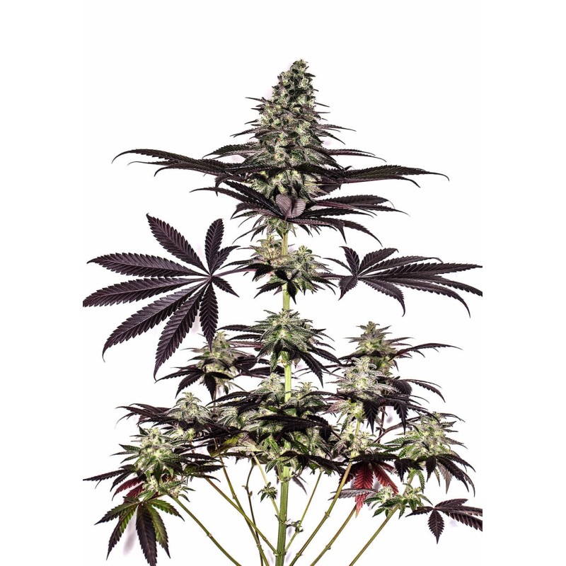 CBD CARAMELICE AUTO · Positronics · cannabis samen · AutoFem