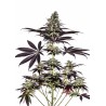 CBD CARAMELICE AUTO · Positronics · cannabis samen · AutoFem