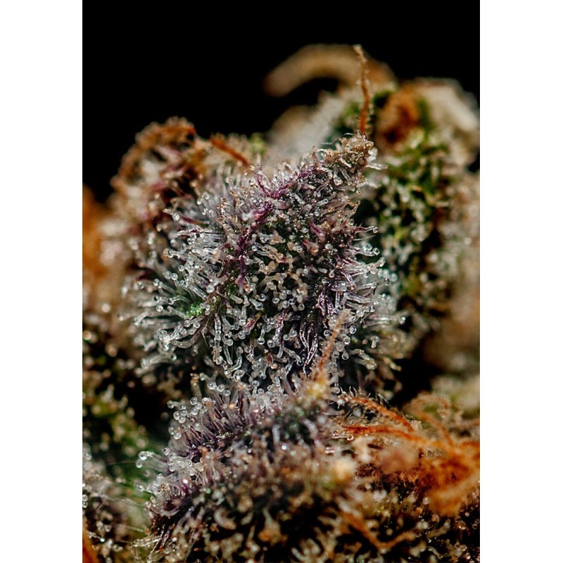 CHIZPA · Positronics · kaufen cannabis samen · Fem