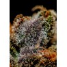 CHIZPA · Positronics · kaufen cannabis samen · Fem