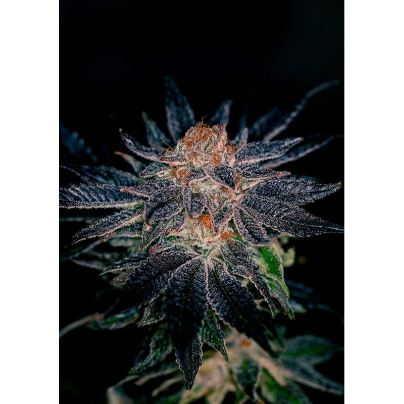 GELATO 47 · Positronics · kaufen cannabis samen · Fem