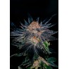 GELATO 47 · Positronics · kaufen cannabis samen · Fem