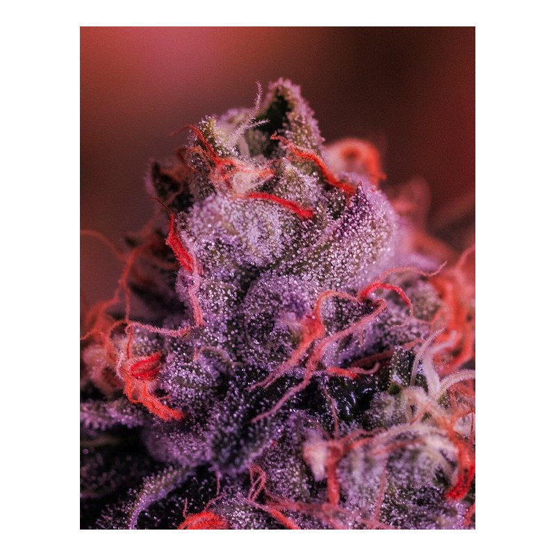 GORDO MASTER KUSH · Positronics · kaufen cannabis samen · Fem