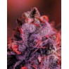 GORDO MASTER KUSH · Positronics · kaufen cannabis samen · Fem